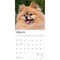 Pomeranians | 2026 12 x 24 Inch (Hanging) Monthly Square Wall Calendar | Plastic-Free